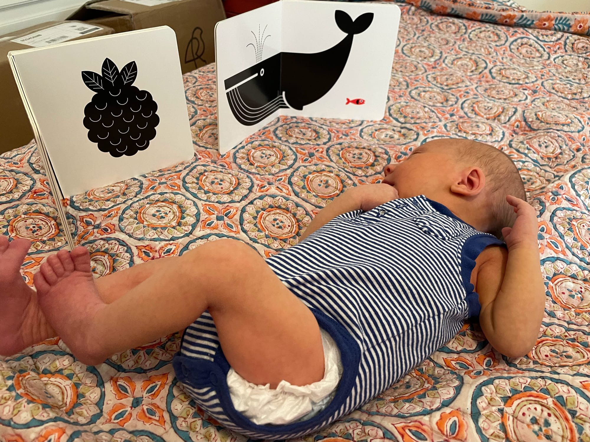 Two-week-old baby looking at a high-contrast black and white book